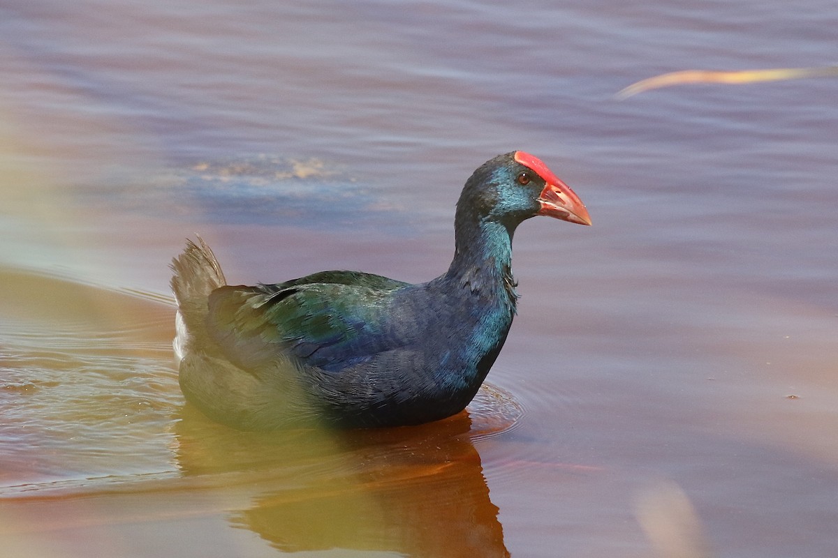 African Swamphen - ML525114401