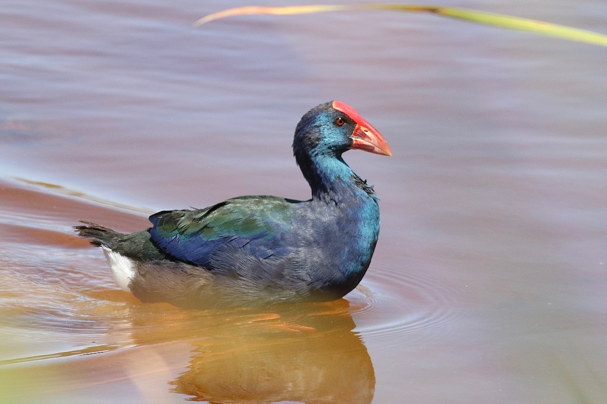 African Swamphen - ML525114471