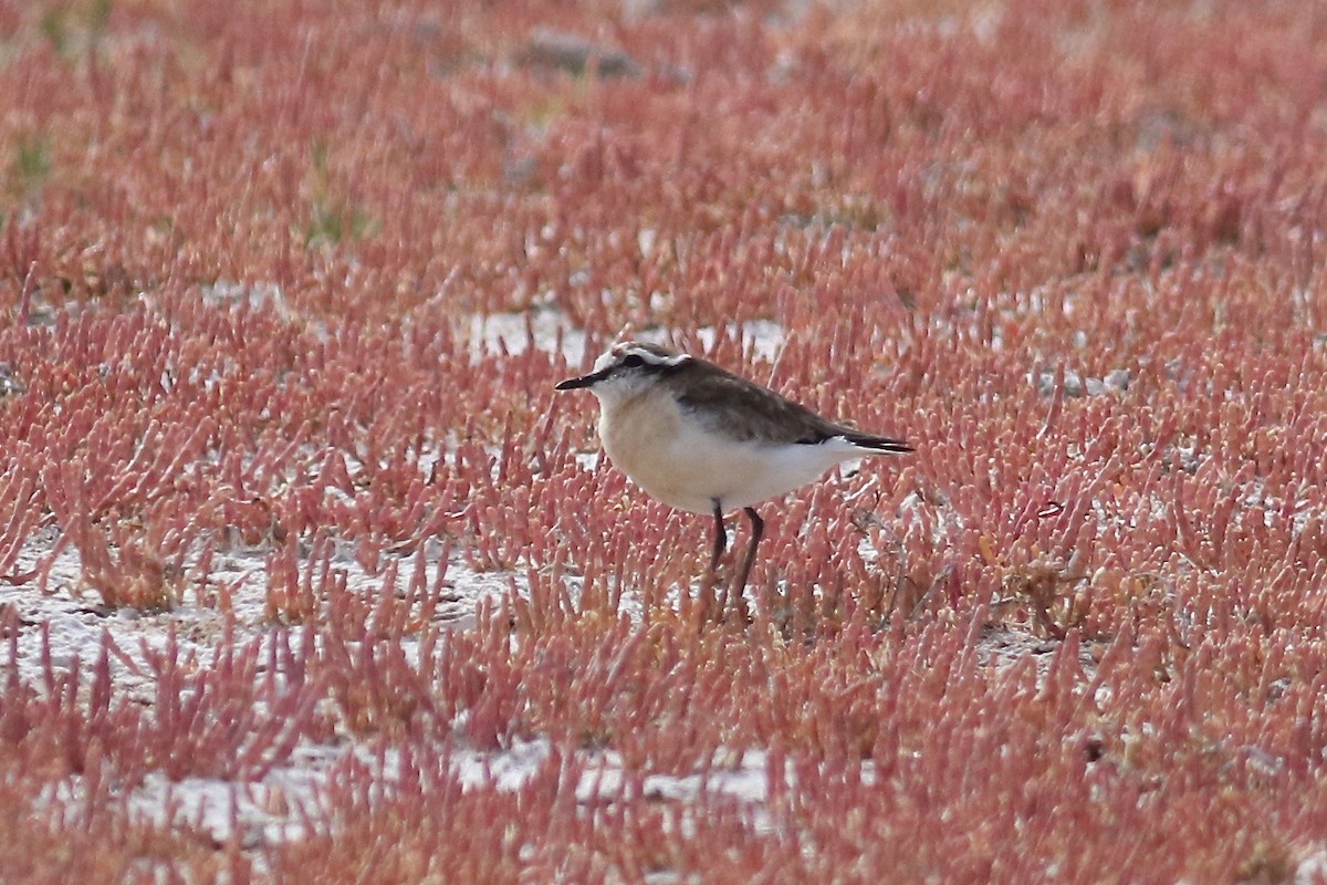 Kittlitz's Plover - ML525114711