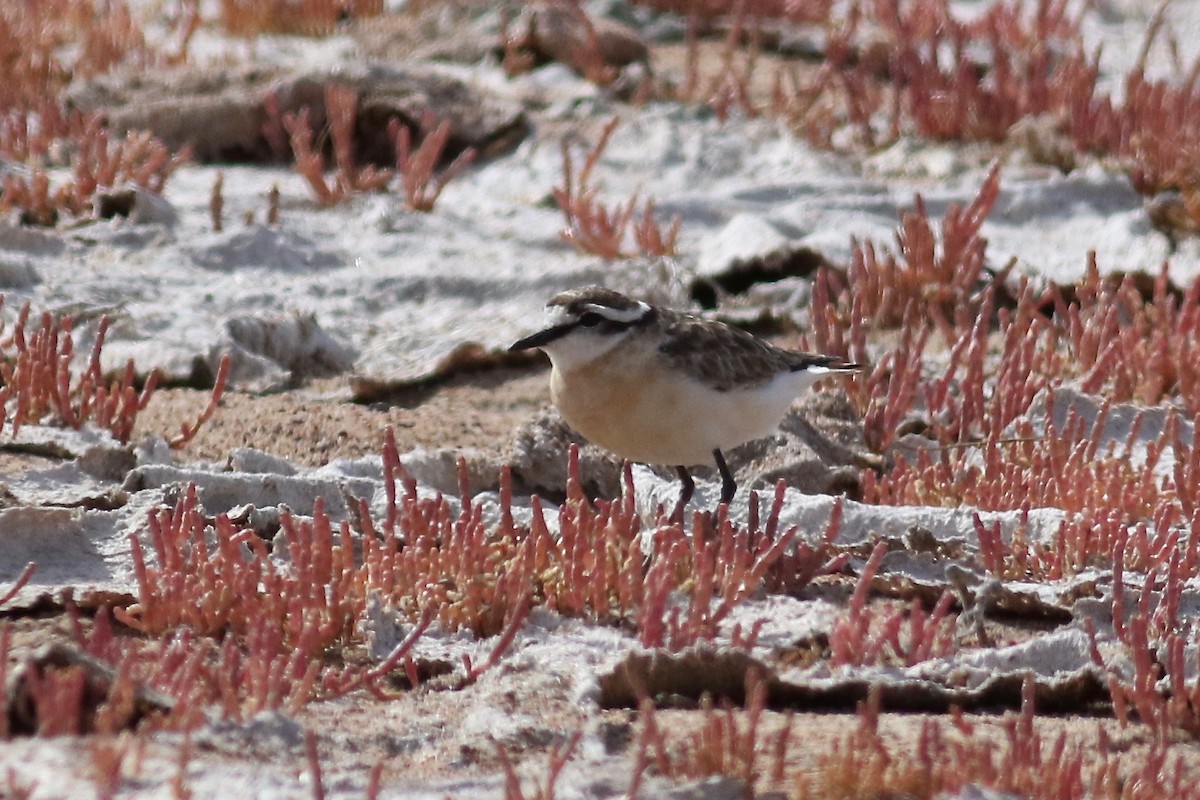 Kittlitz's Plover - ML525114721