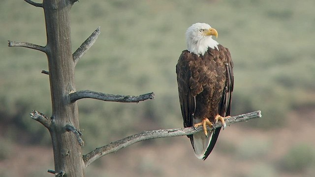 Bald Eagle - ML525114771