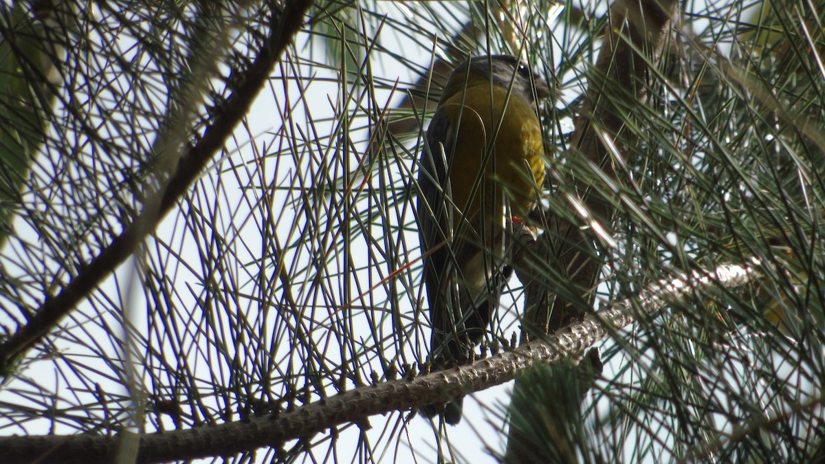 Gray-hooded Sierra Finch - ML525116451