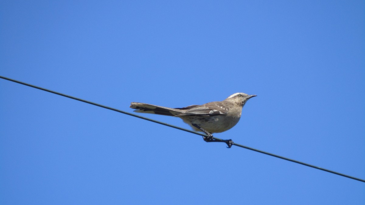 Chilean Mockingbird - ML525116491