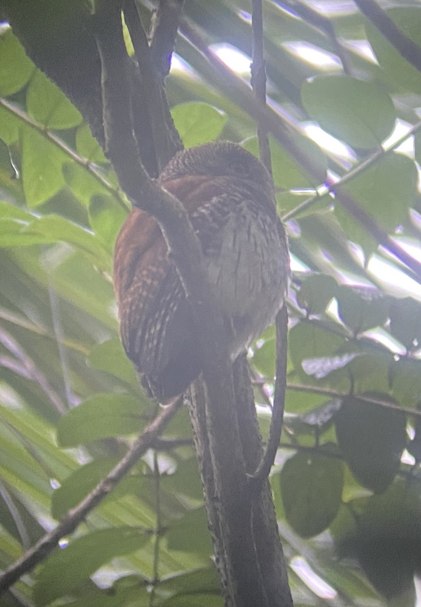 Chestnut-backed Owlet - Simon Peile