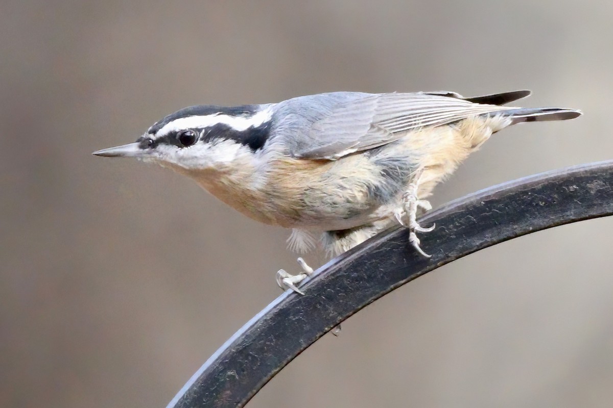 Red-breasted Nuthatch - ML525118641