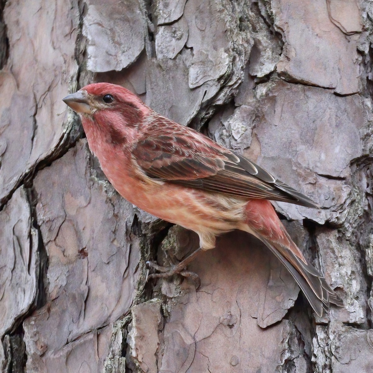 hýl nachový - ML525118801