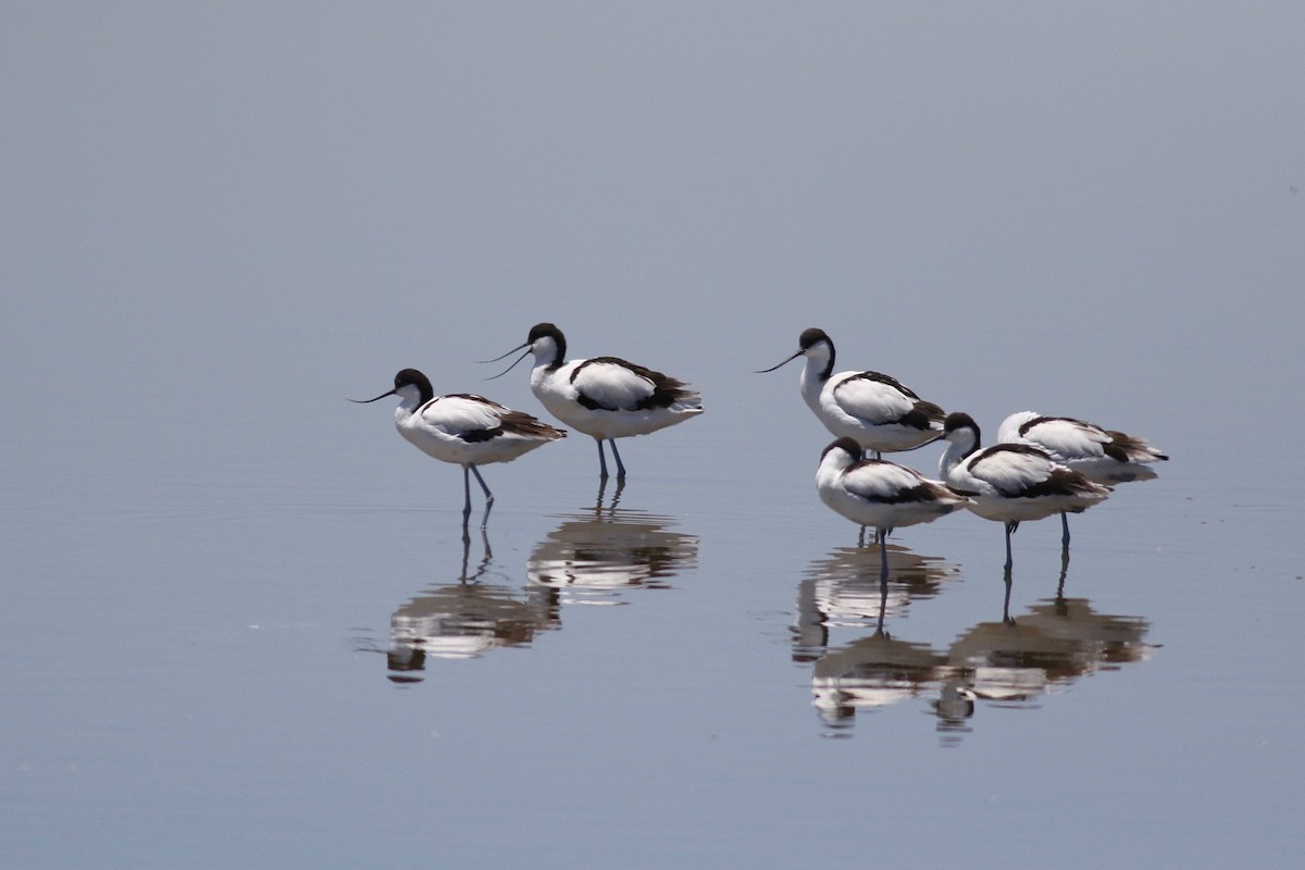 Pied Avocet - ML525119271