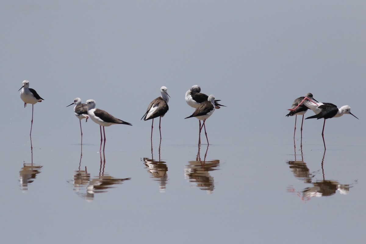 Black-winged Stilt - ML525119331
