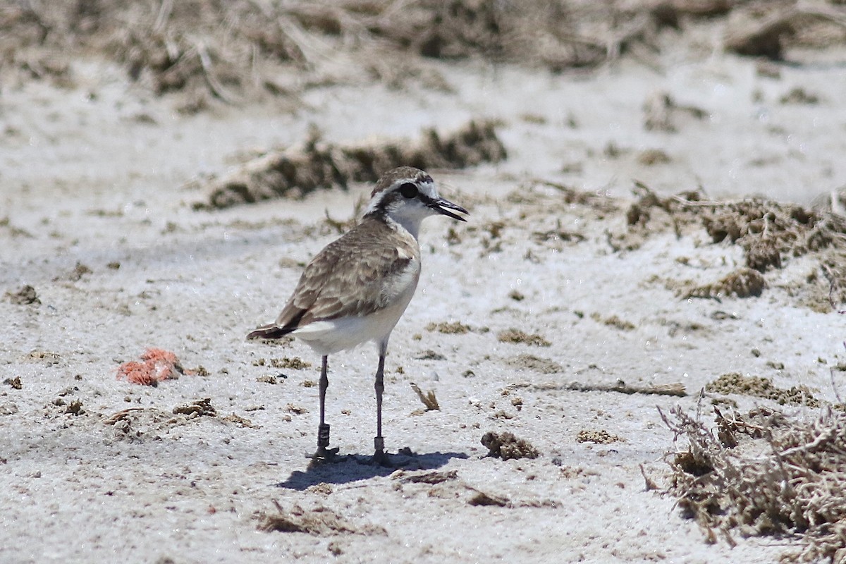 Kittlitz's Plover - ML525119371