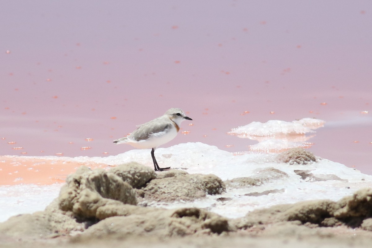 Chestnut-banded Plover - ML525119441