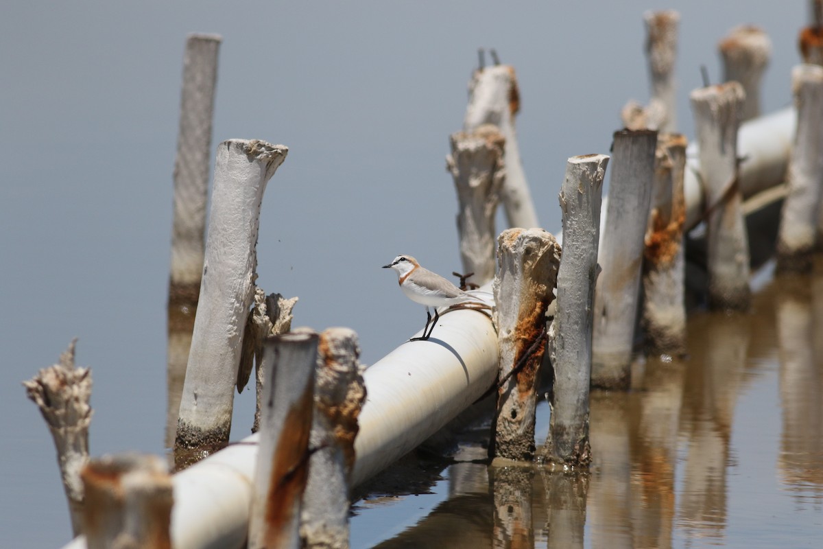 Chestnut-banded Plover - ML525119461