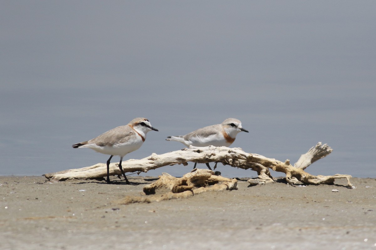 Chestnut-banded Plover - ML525119481