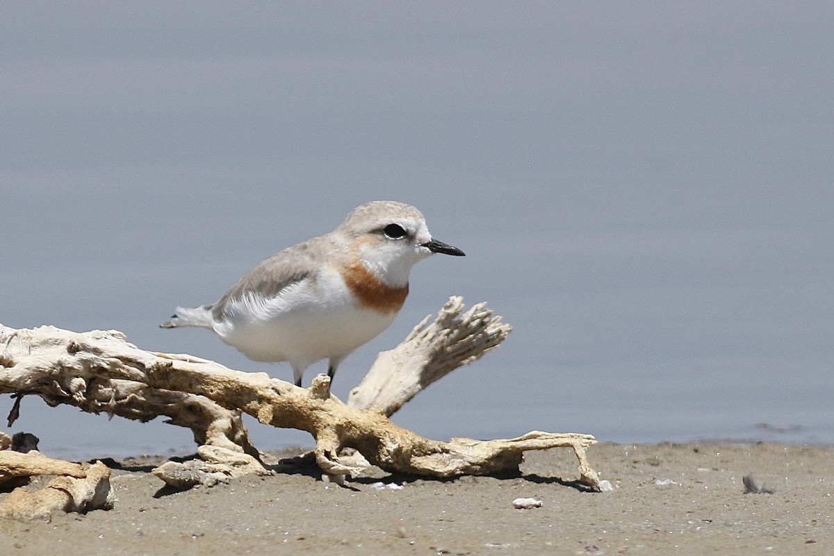 Chestnut-banded Plover - ML525119491
