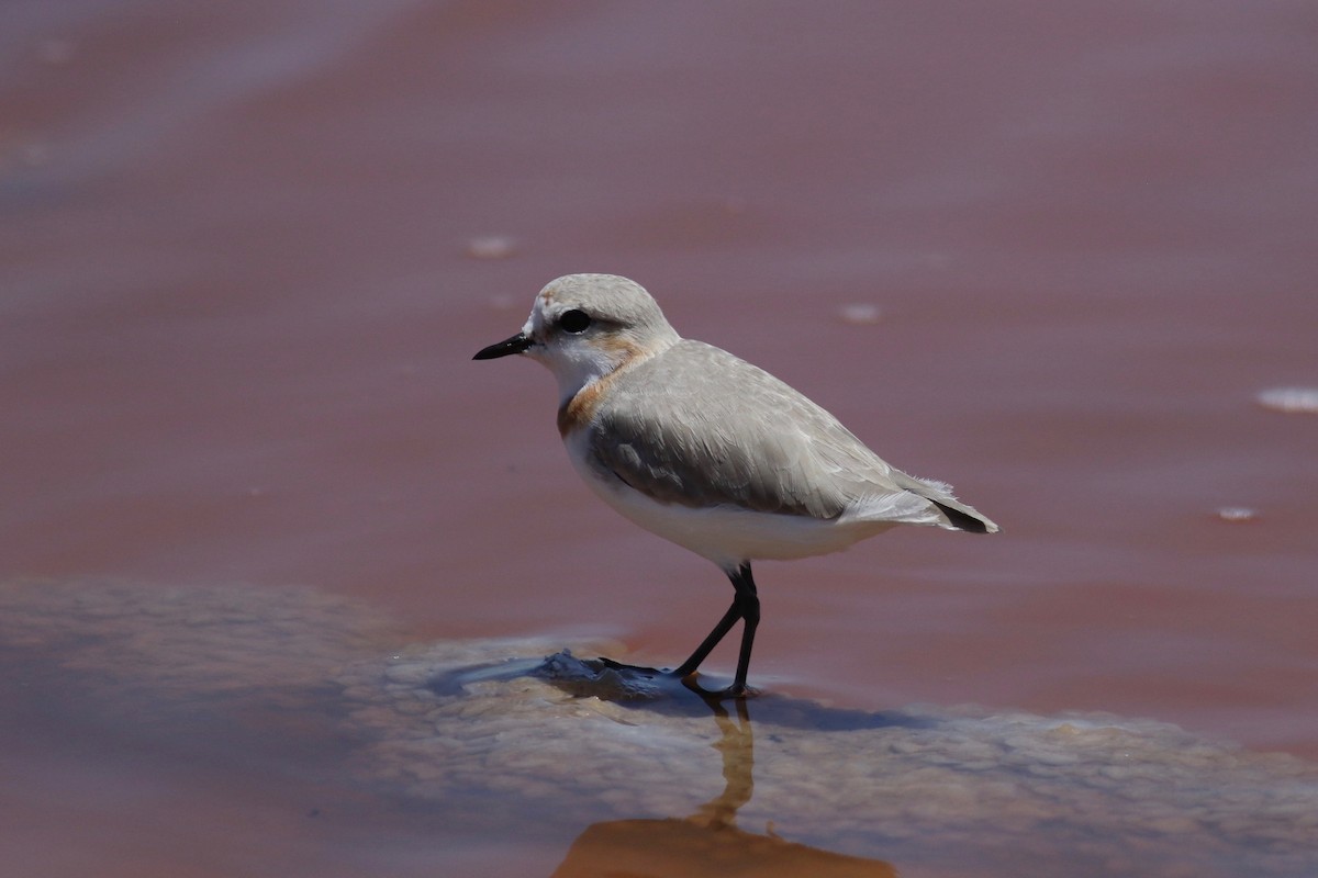 Chestnut-banded Plover - ML525119521