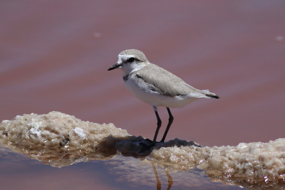 Chestnut-banded Plover - ML525119581