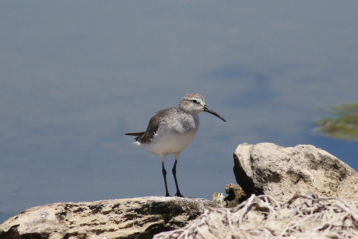 Curlew Sandpiper - ML525119611