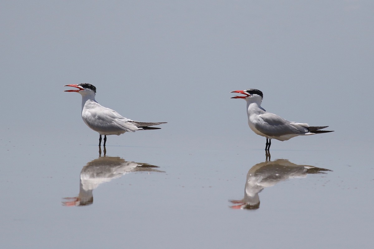 Caspian Tern - ML525119681