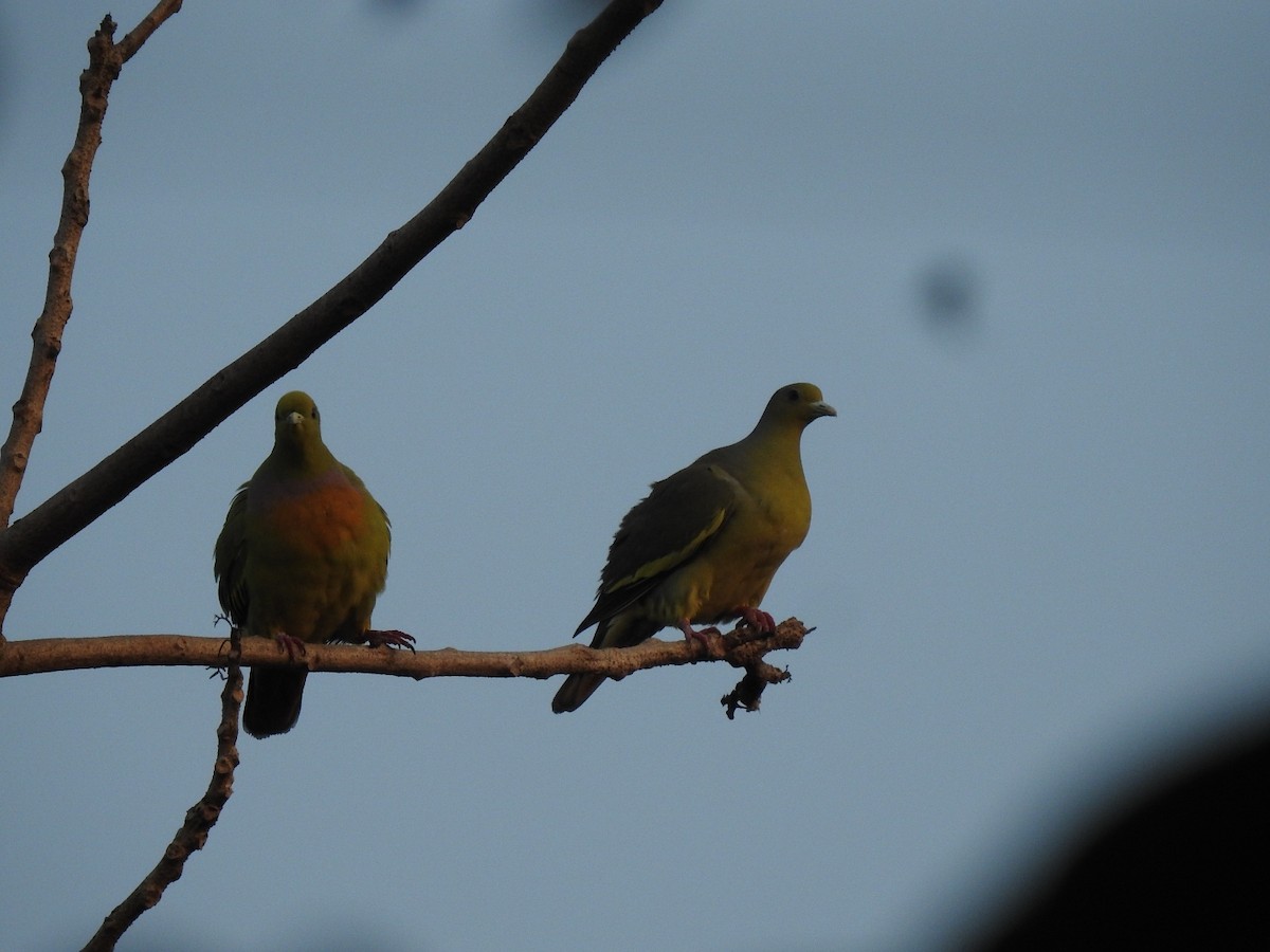 橙胸綠鳩 - ML525119961