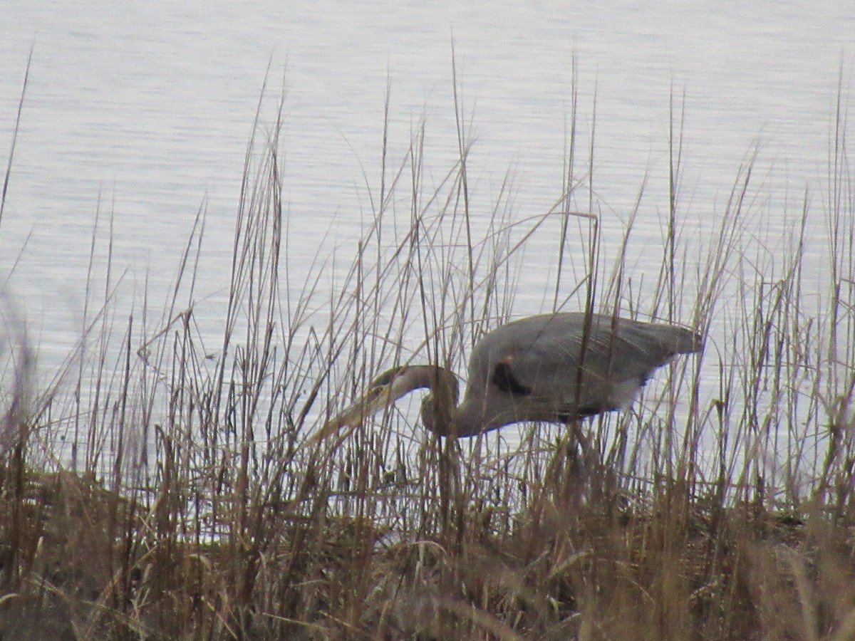 Great Blue Heron - ML525120041