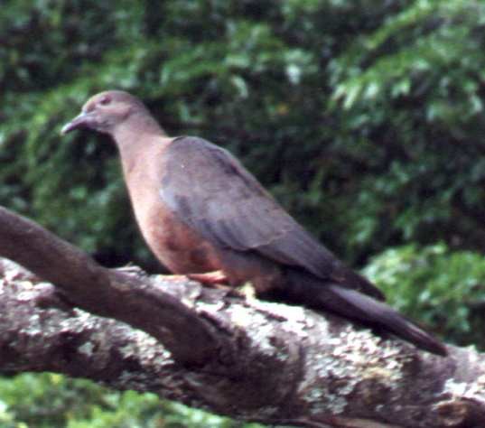 Chilean Pigeon - ML525120351