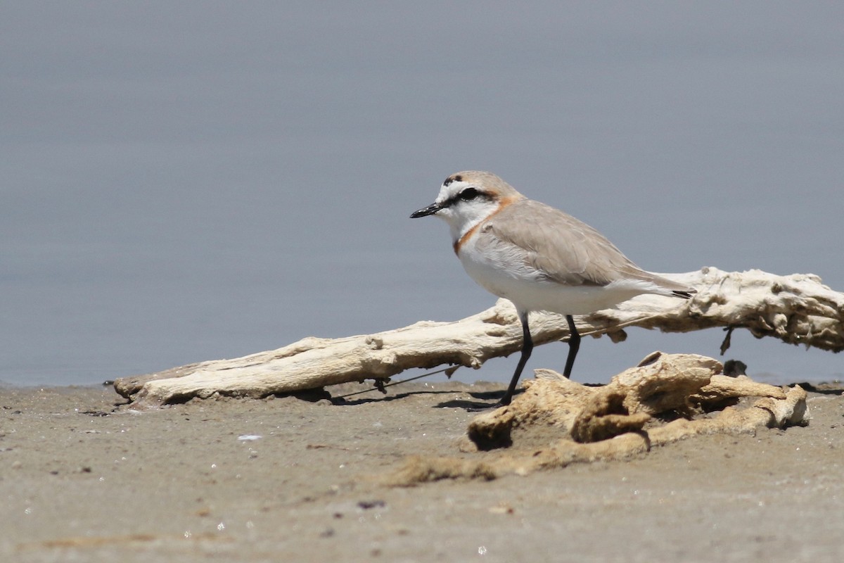 Chestnut-banded Plover - ML525120361