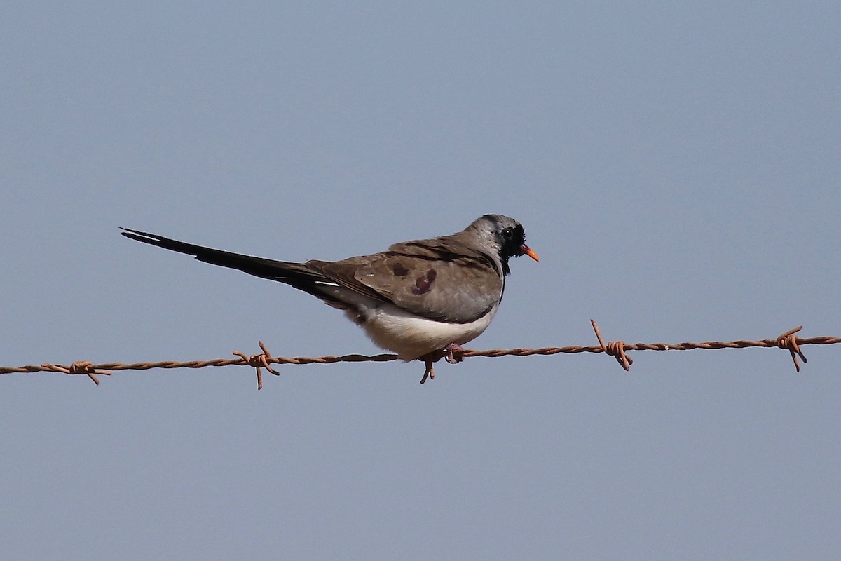 Namaqua Dove - ML525120541