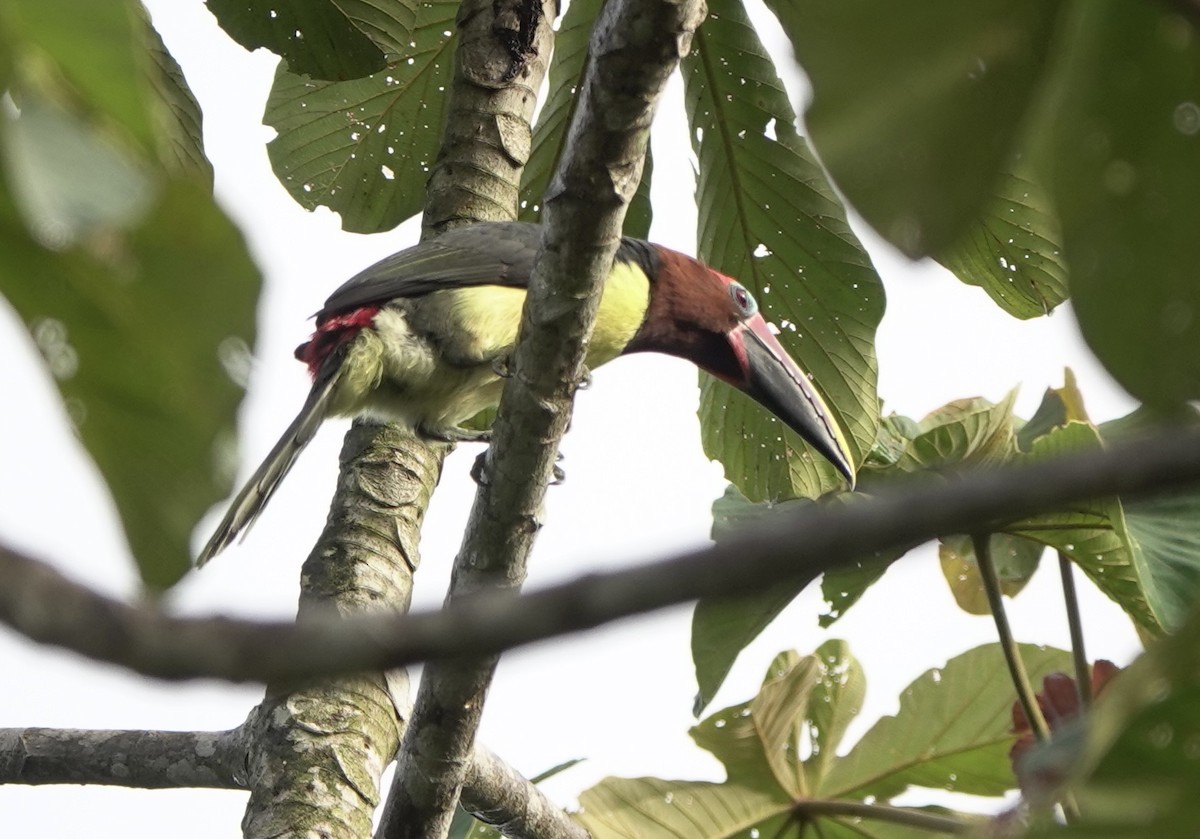 Green Aracari - Martin Kennewell