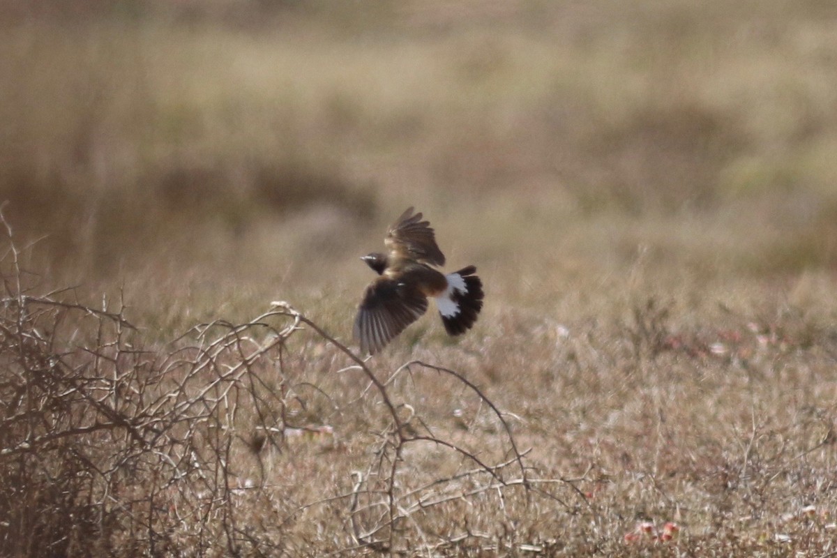 Capped Wheatear - ML525120901