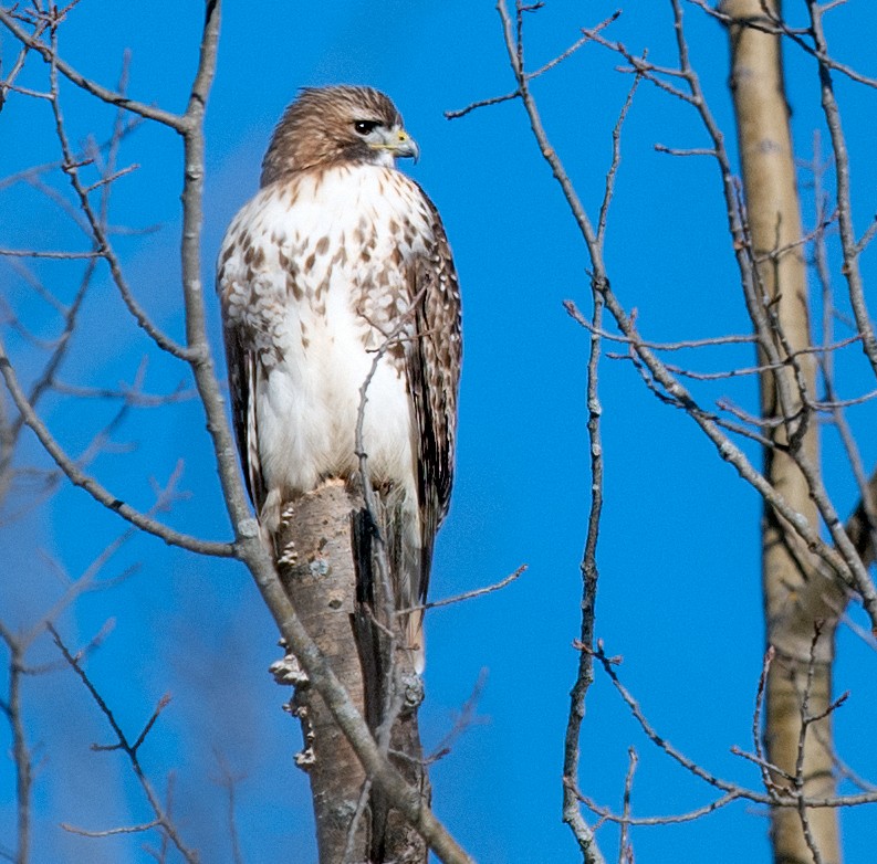 Red-tailed Hawk - ML525121541