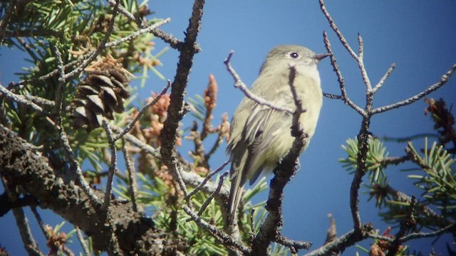 Western Flycatcher (Cordilleran) - ML525123811