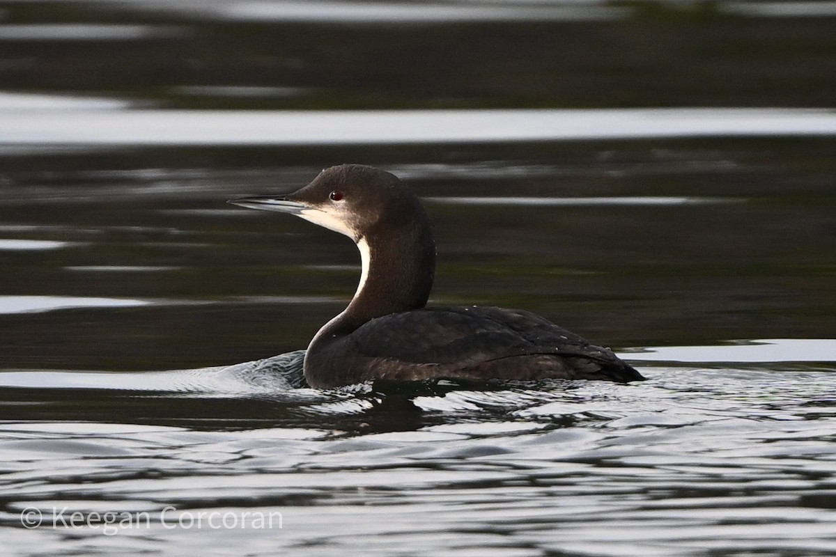 potáplice pacifická - ML525124081