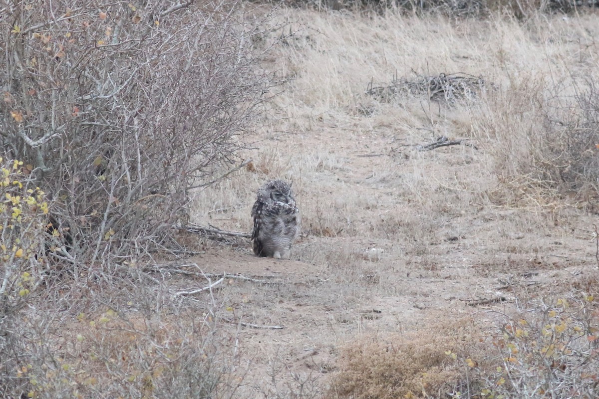 Spotted Eagle-Owl - ML525124491