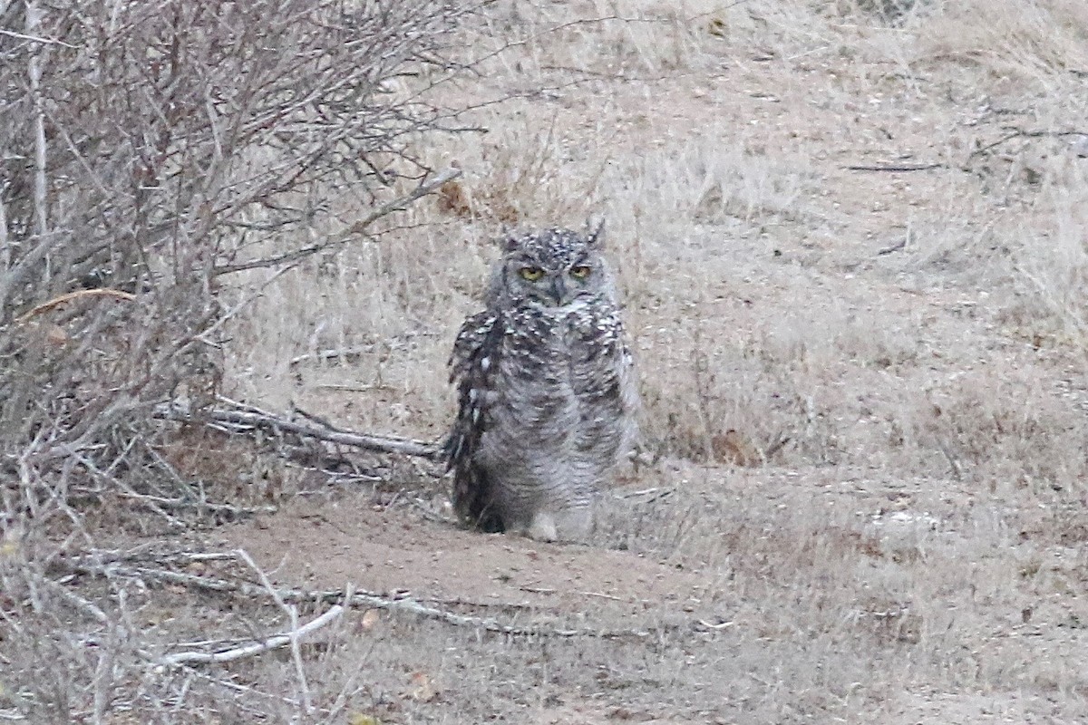 Spotted Eagle-Owl - ML525124511