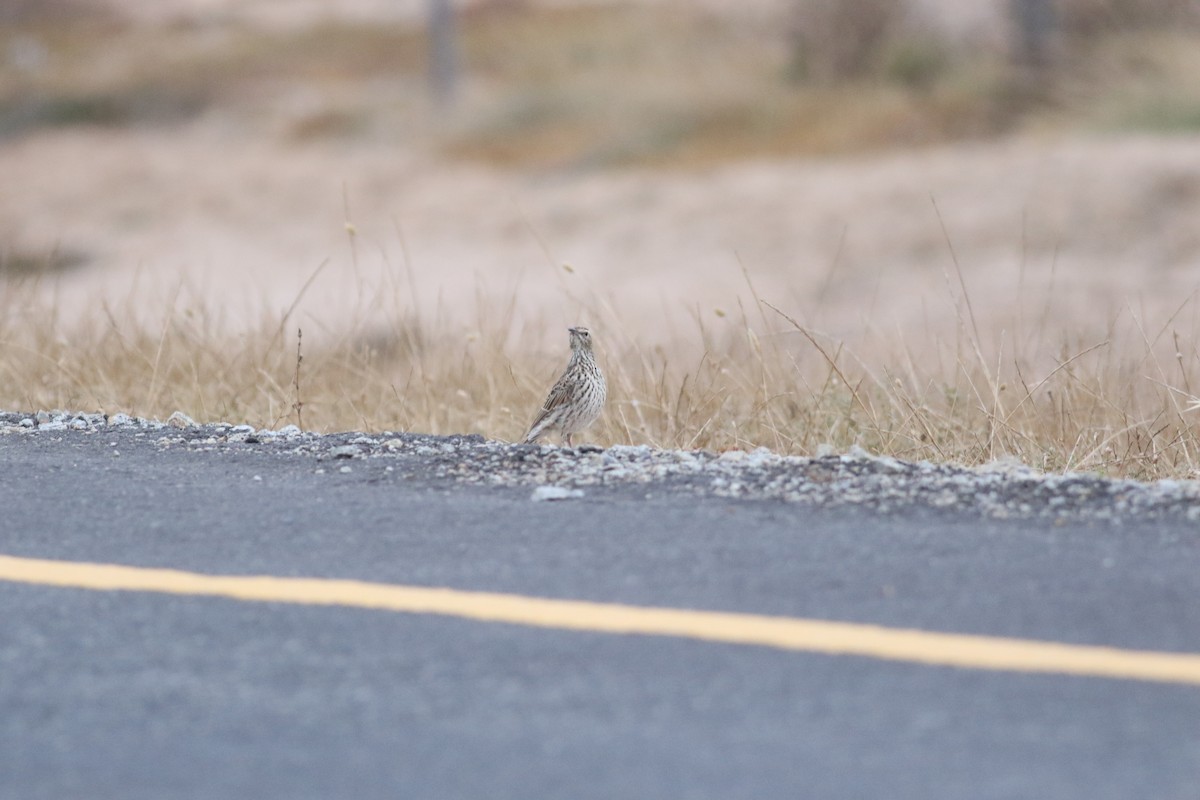 Cape Long-billed Lark (Cape) - ML525124521