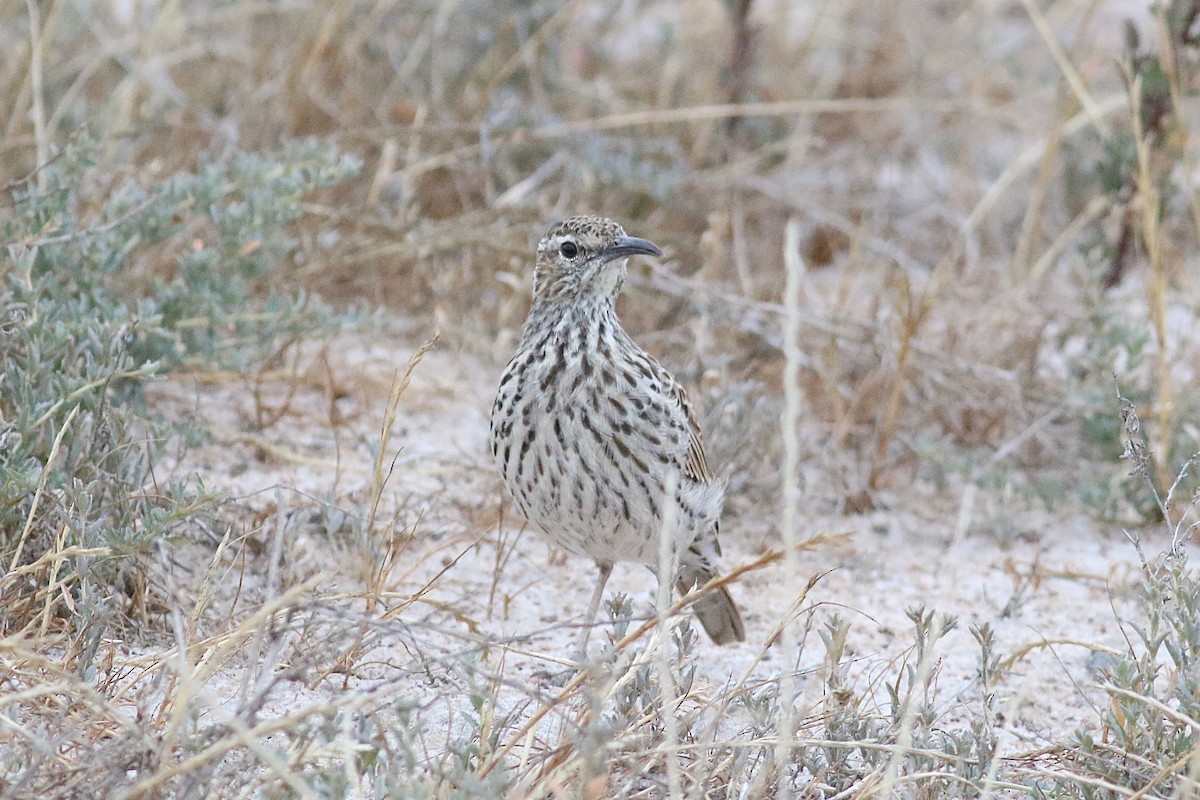 Cape Long-billed Lark (Cape) - ML525124561
