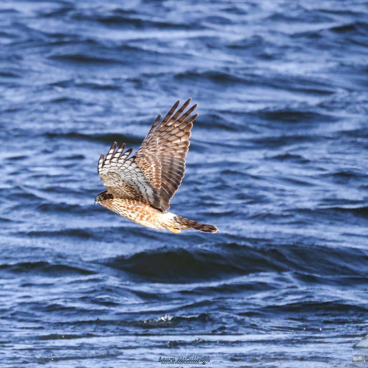 Northern Harrier - Laura McCullough