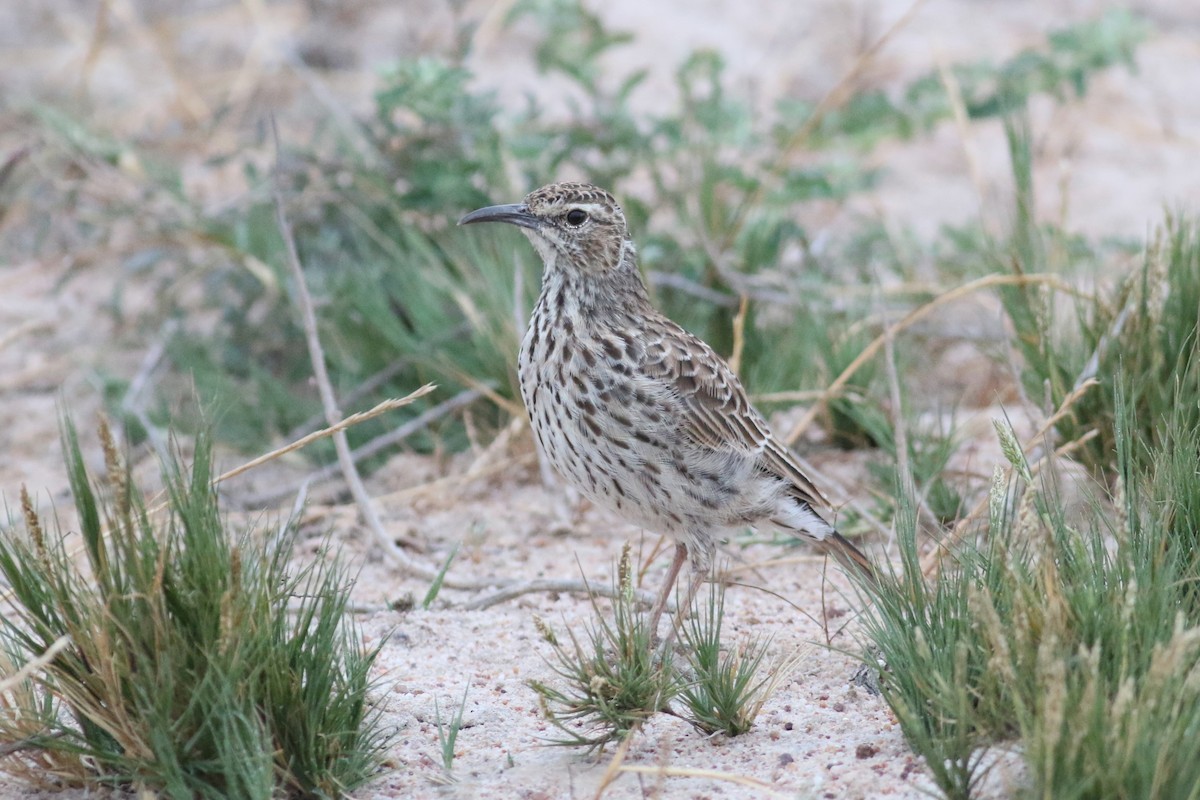 Cape Long-billed Lark (Cape) - ML525124601