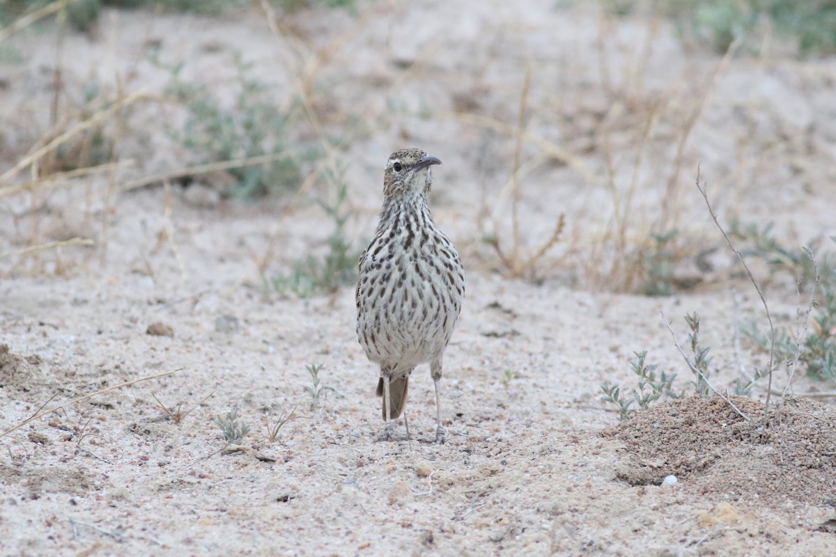 Cape Long-billed Lark (Cape) - ML525124781