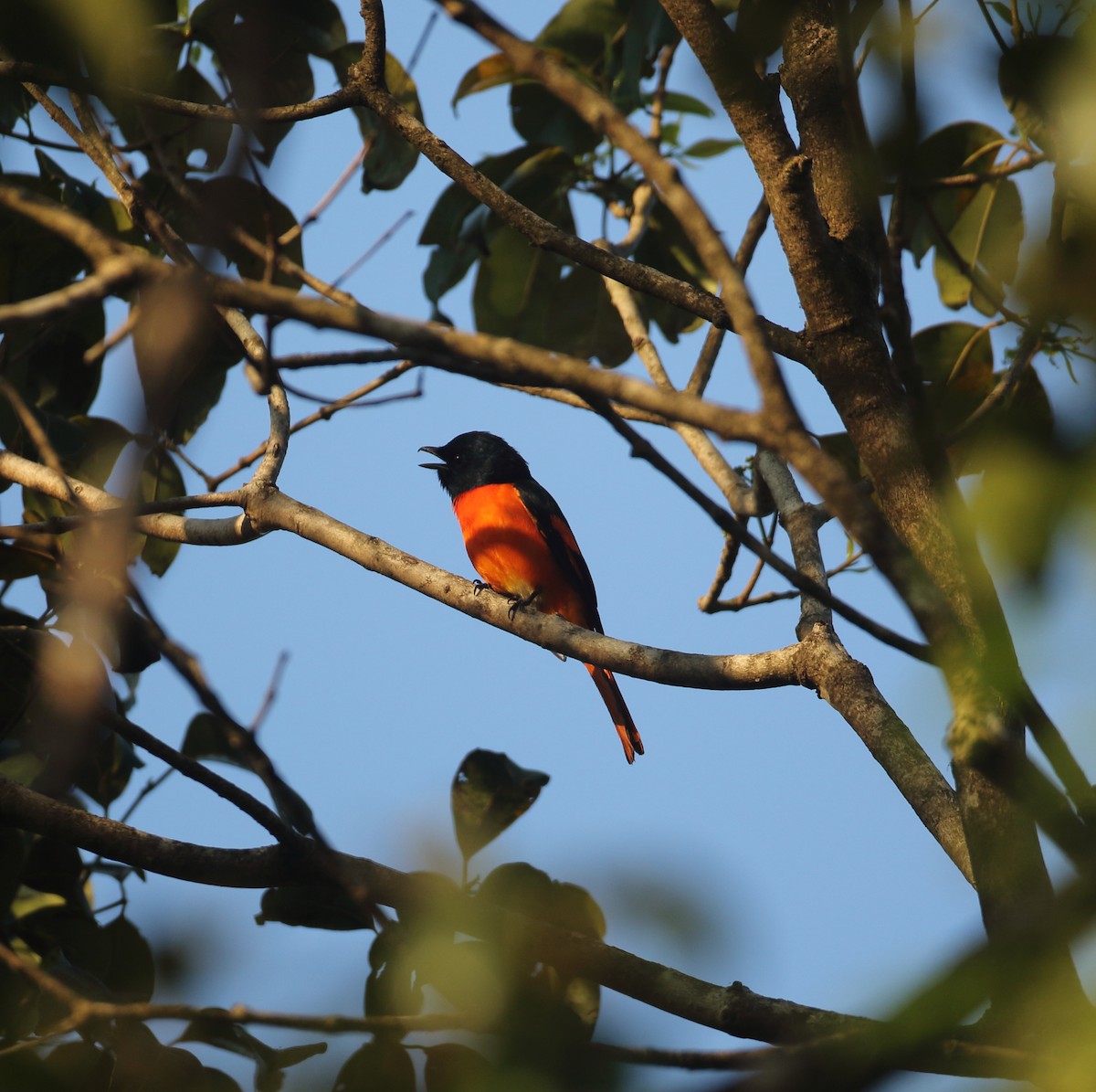 Orange Minivet - Savio Fonseca (www.avocet-peregrine.com)