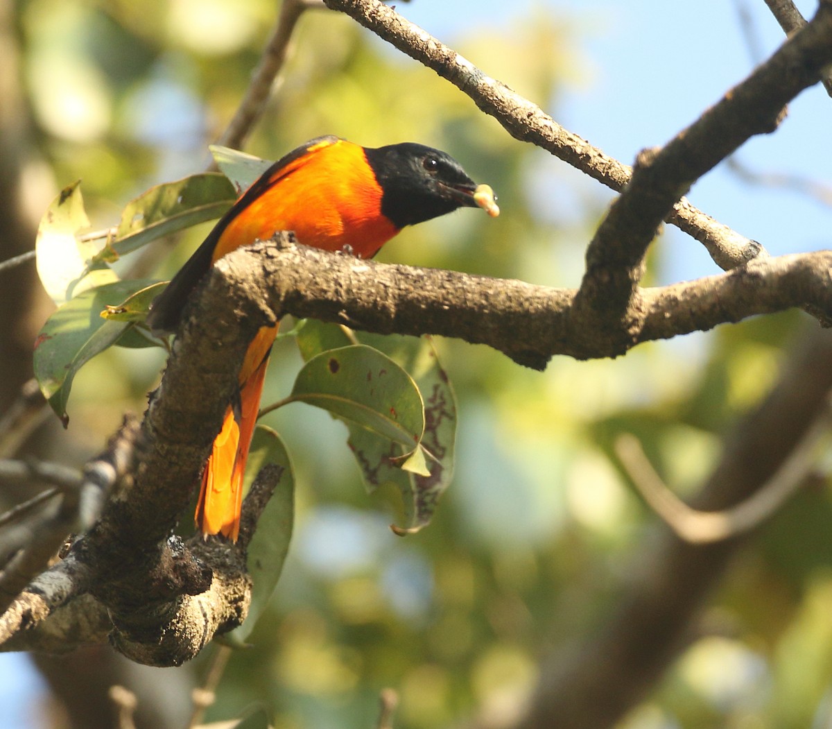 Orange Minivet - ML525125011