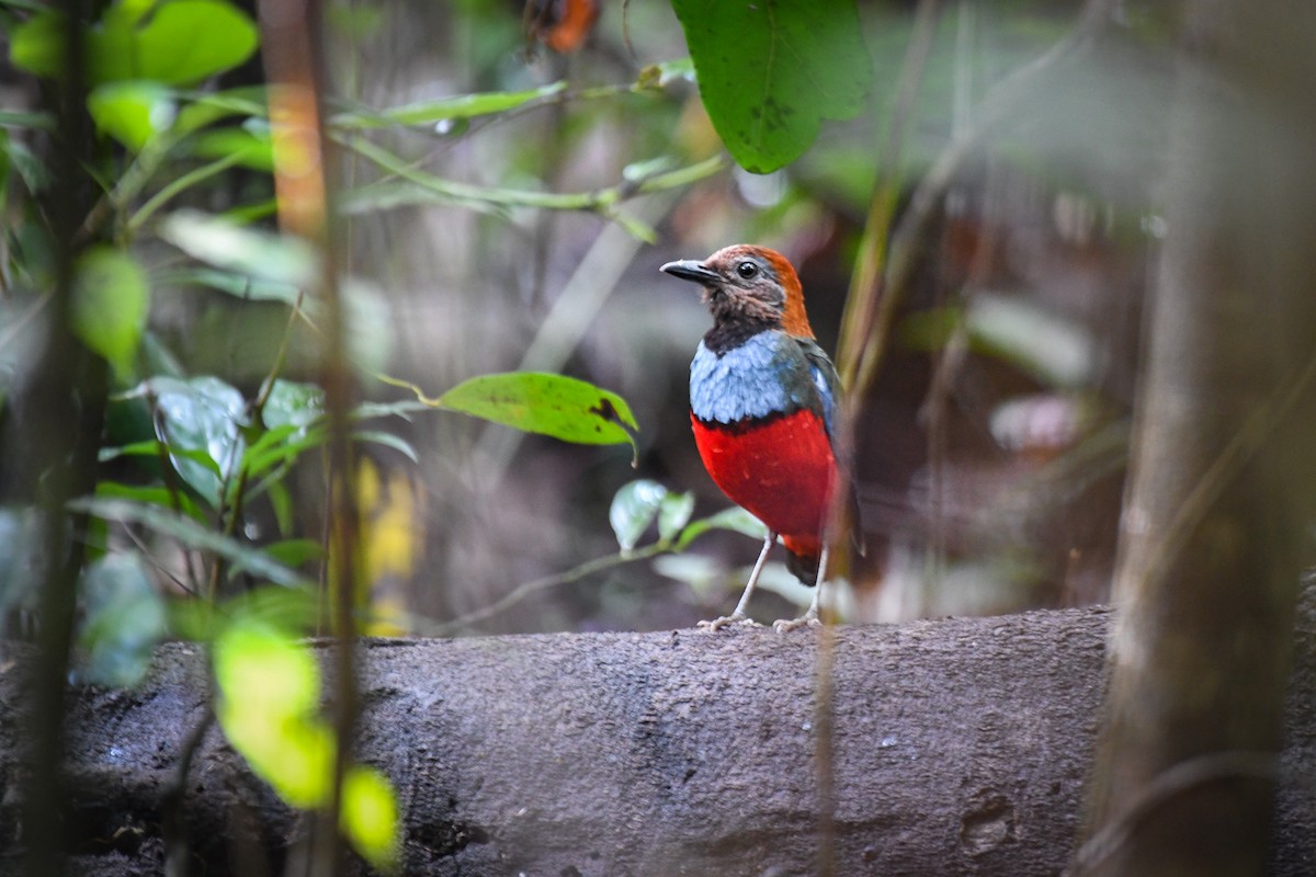 Papua-Blaubrustpitta - ML525125321