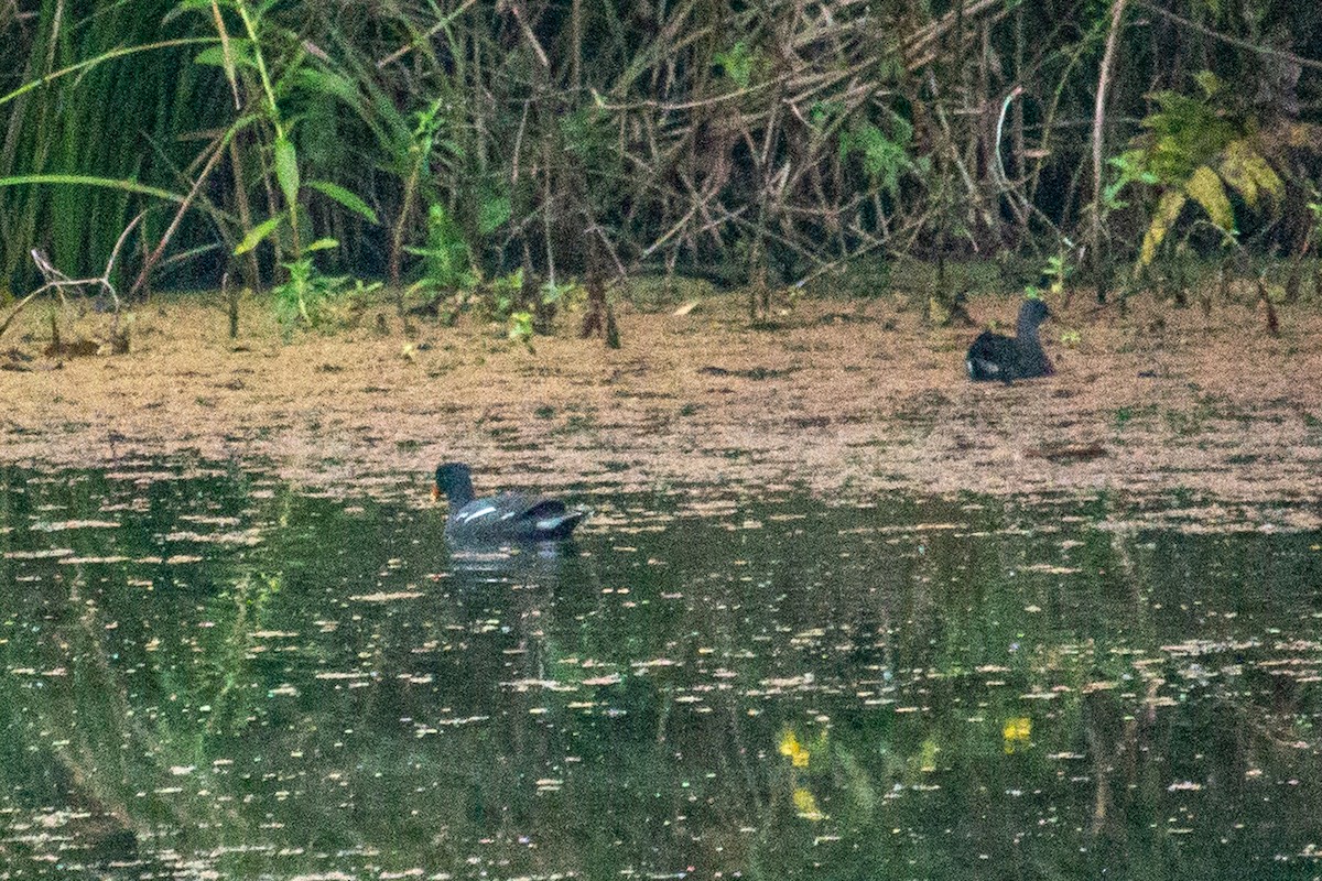 Gallinule d'Amérique - ML525125701