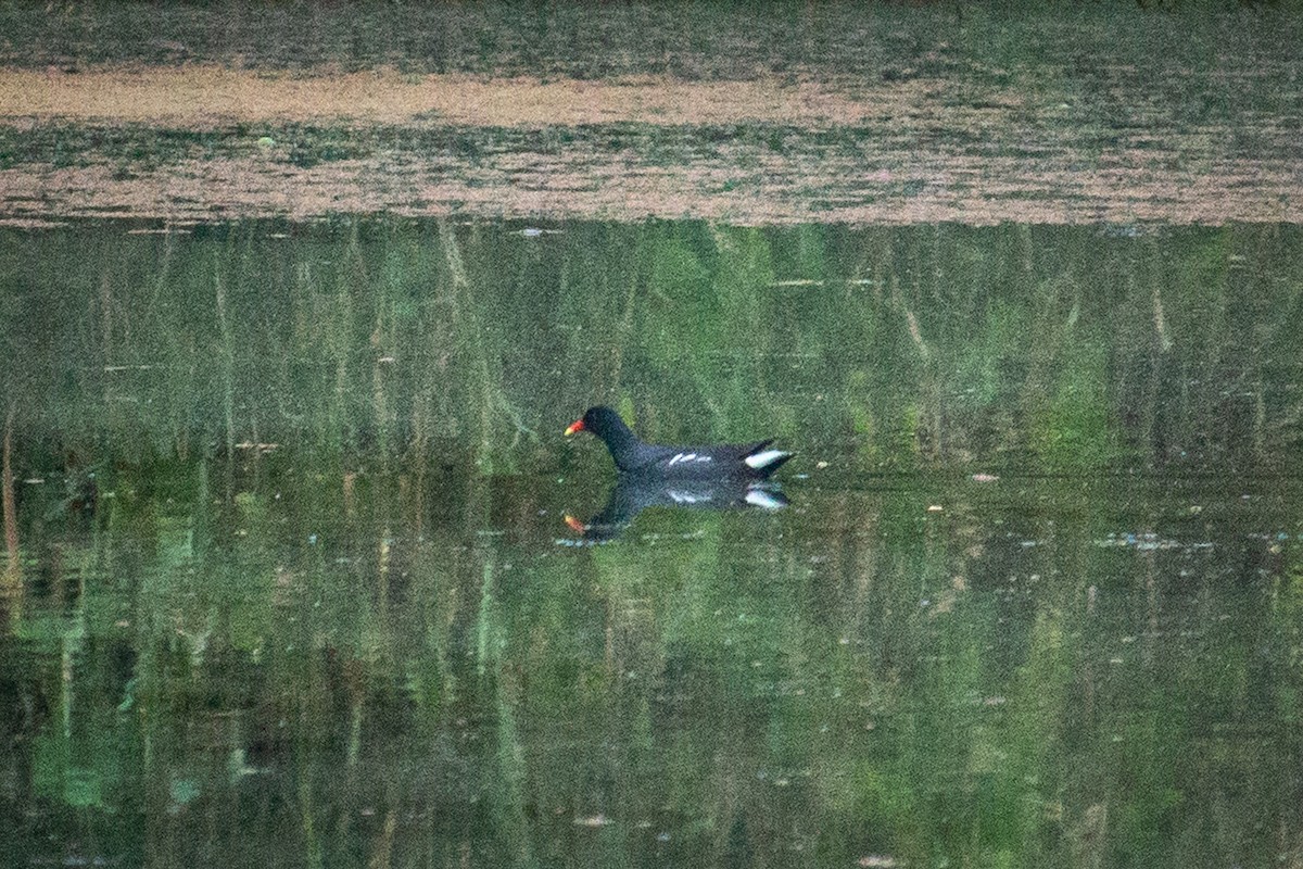 Gallinule d'Amérique - ML525125711