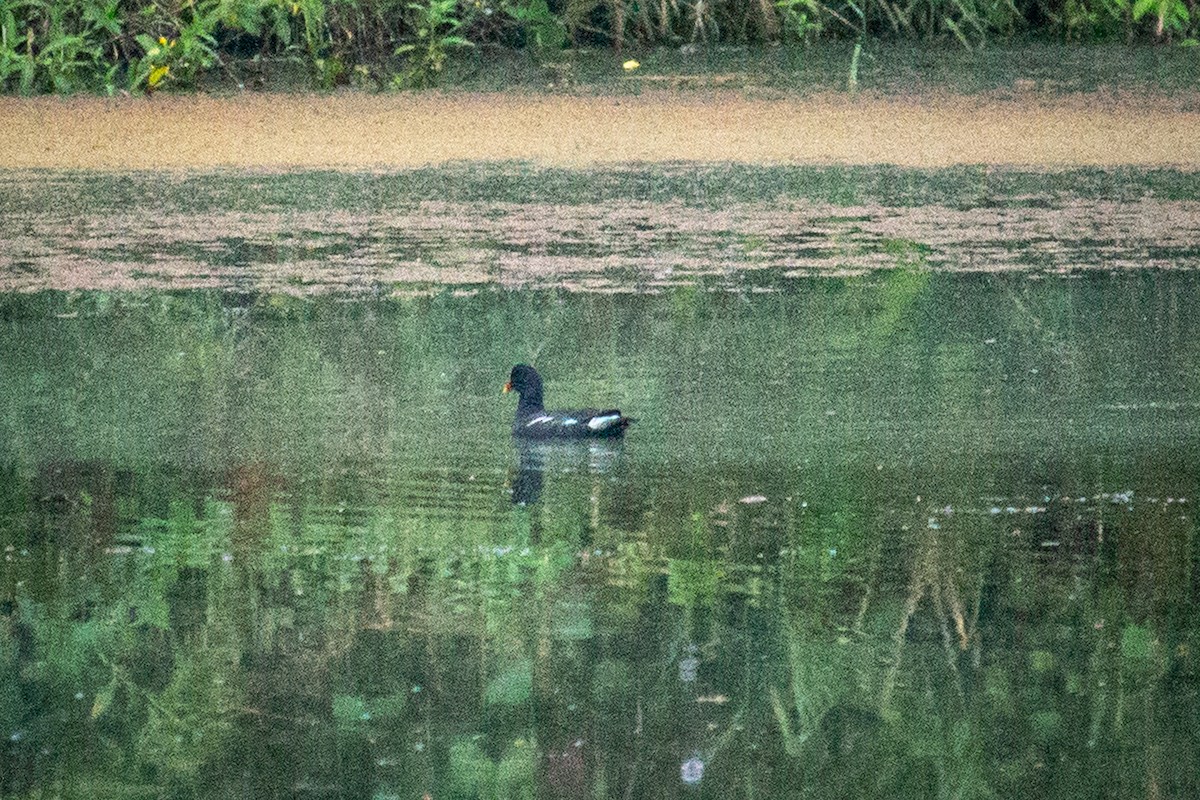 Common Gallinule - Francisco Russo