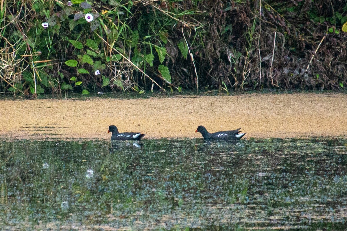 Common Gallinule - Francisco Russo