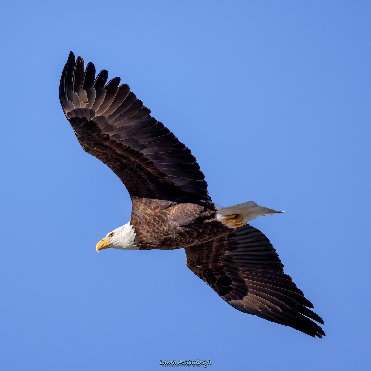 Bald Eagle - ML525126011