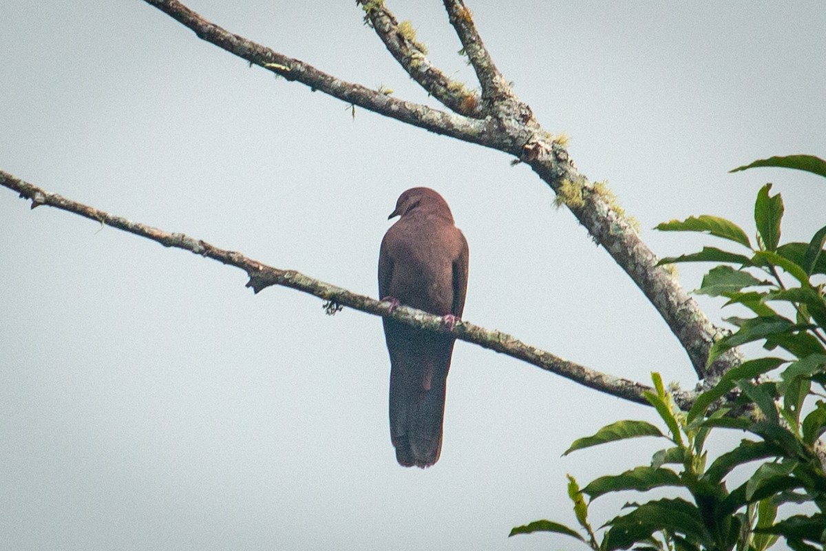 Ruddy Pigeon - ML525126211