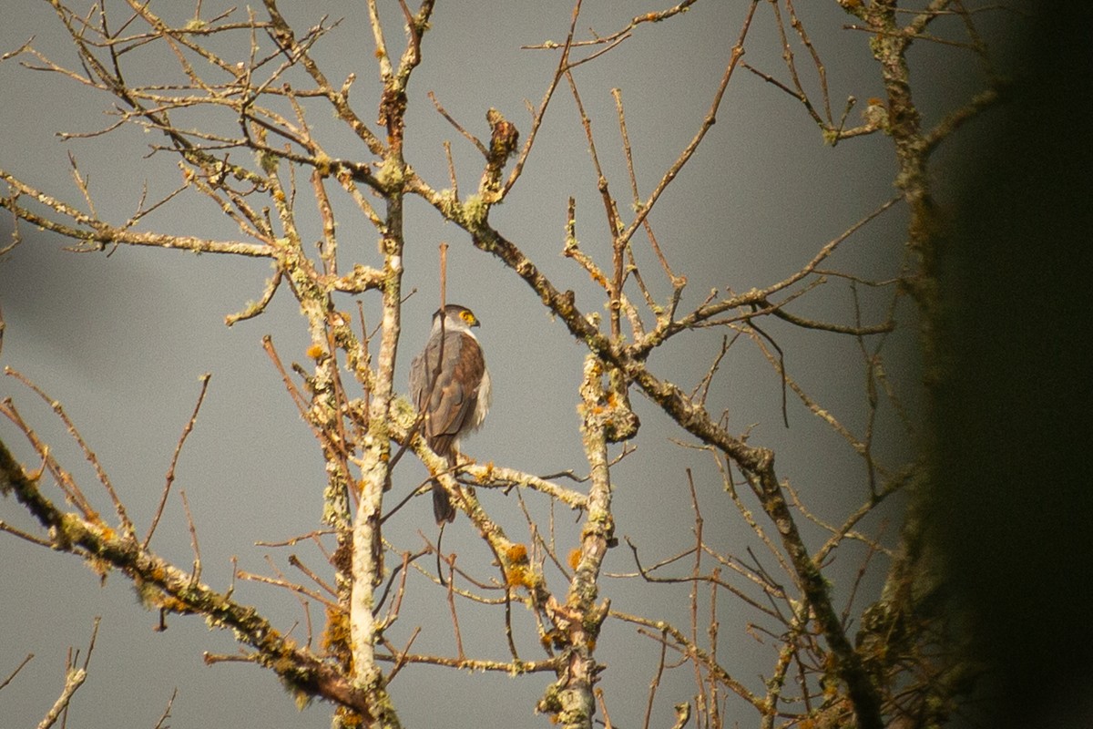 Bicolored Hawk - Francisco Russo