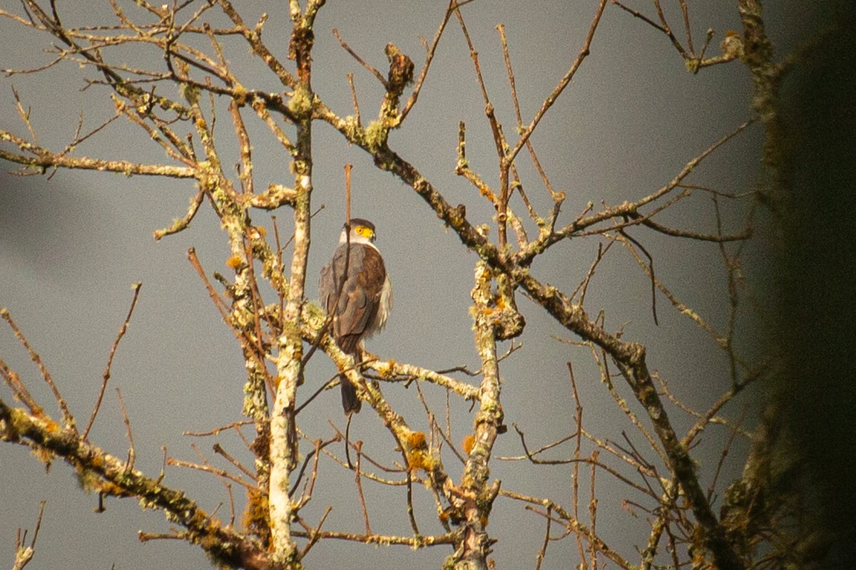 Bicolored Hawk - Francisco Russo