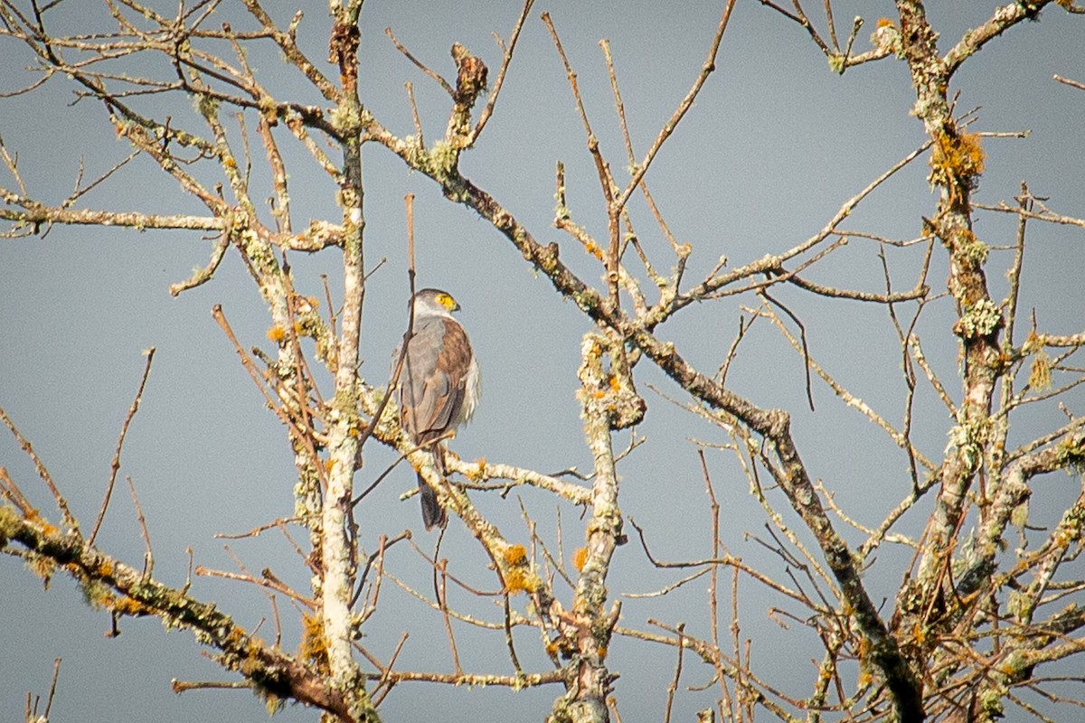 Bicolored Hawk - Francisco Russo